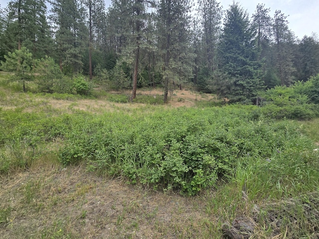 1612 Rickey Canyon Rd, Kettle Falls, WA 99141 - view of tree filled area