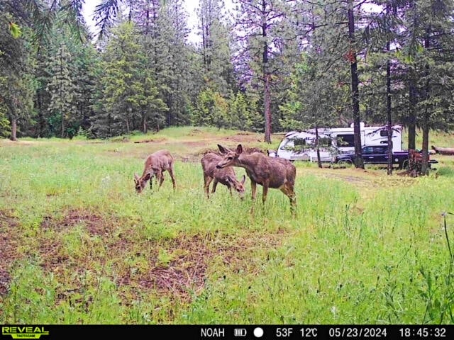 1631 Bonanza Hill Rd, Evans, WA 99126 - photo 27