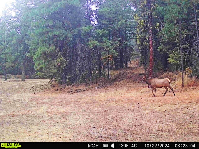 1631 Bonanza Hill Rd, Evans, WA 99126 - photo 17