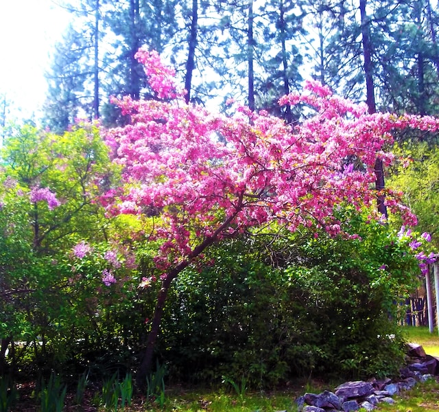 11 Crestview Dr, Kettle Falls, WA 99141 - view of undeveloped land