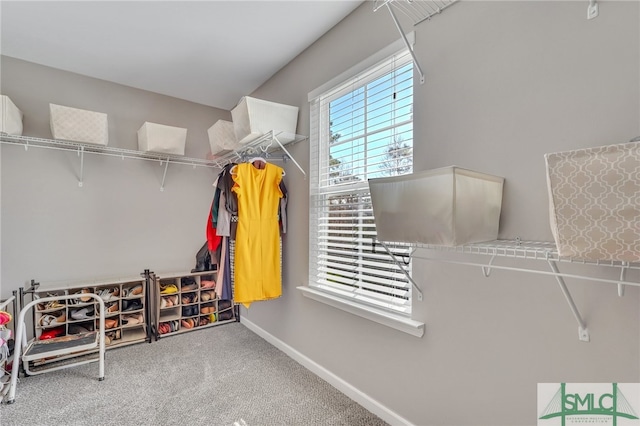 spacious closet featuring carpet