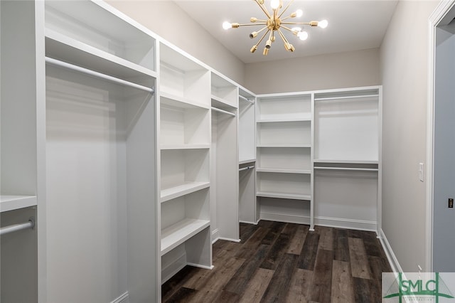 walk in closet with an inviting chandelier and dark hardwood / wood-style flooring