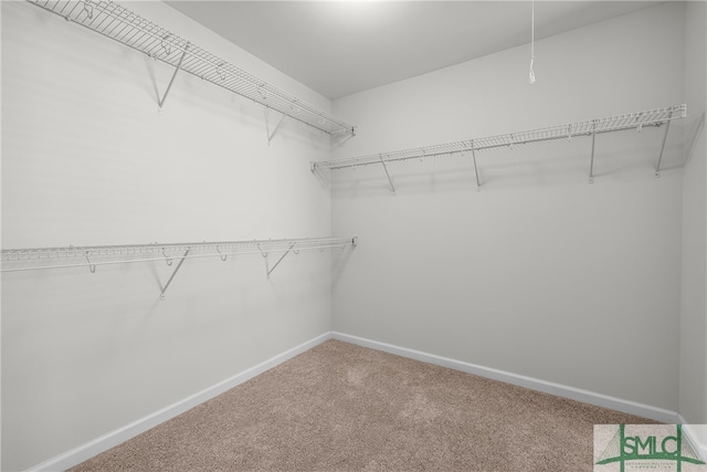 spacious closet featuring carpet floors