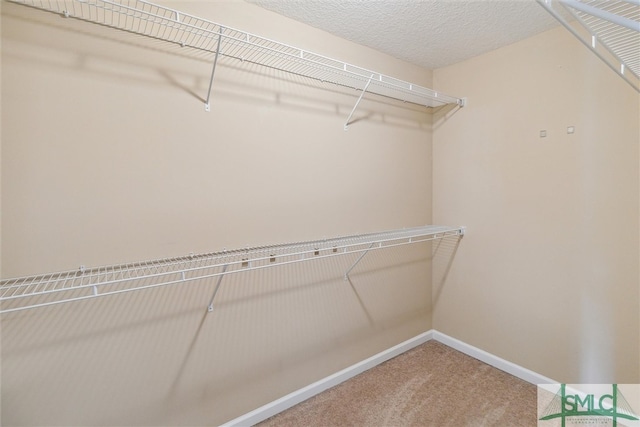 spacious closet featuring carpet