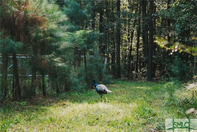 view of local wilderness