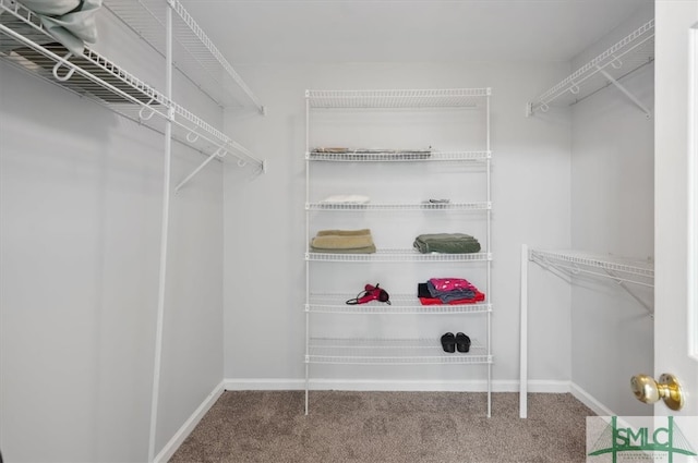 spacious closet featuring carpet