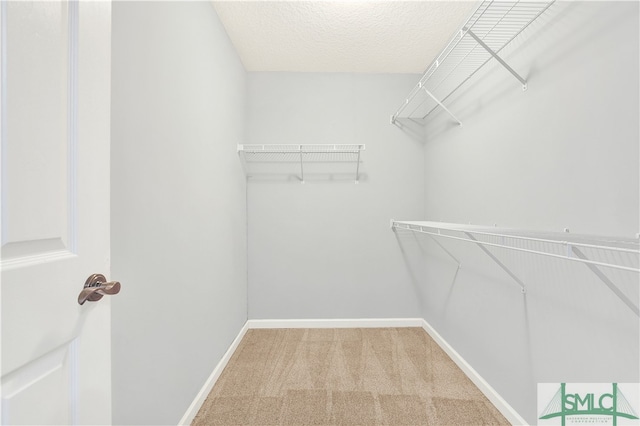 walk in closet with carpet floors