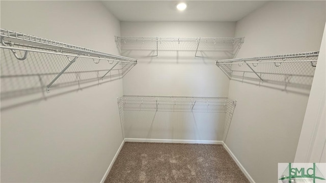 spacious closet featuring carpet flooring