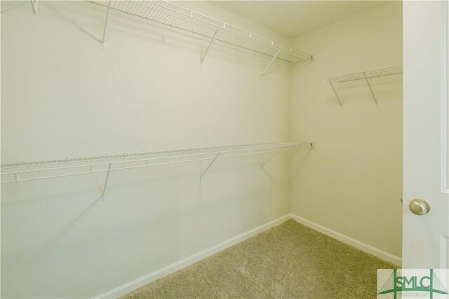 walk in closet featuring carpet floors