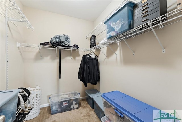 spacious closet featuring carpet floors