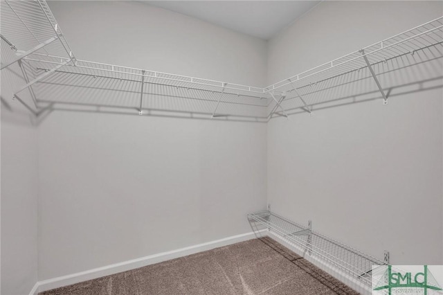 walk in closet featuring carpet flooring