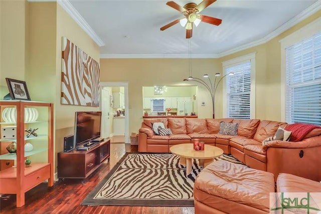 living room featuring dark hardwood / wood-style flooring, ceiling fan, and ornamental molding