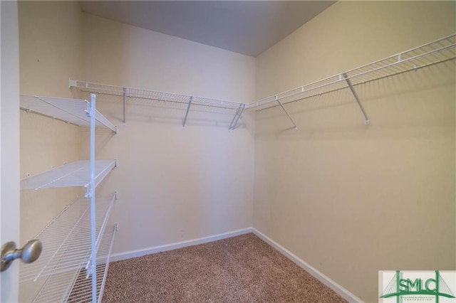 walk in closet with carpet flooring