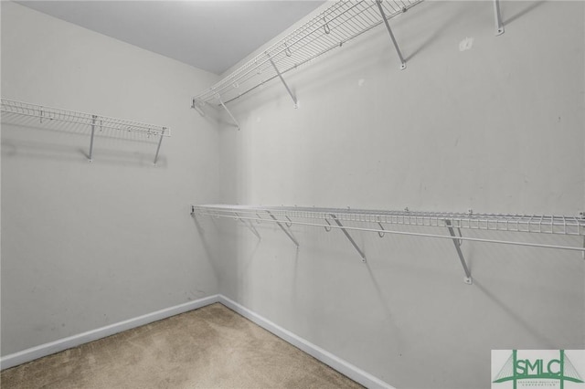 spacious closet featuring carpet floors