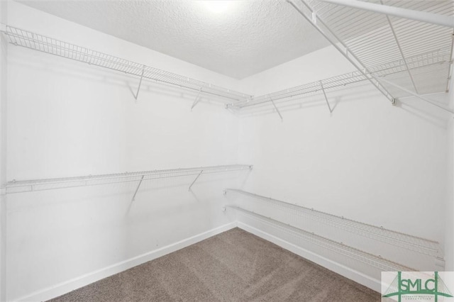 spacious closet featuring carpet floors