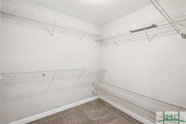 walk in closet with carpet flooring