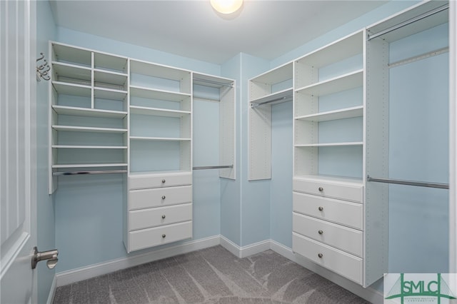 walk in closet with carpet flooring