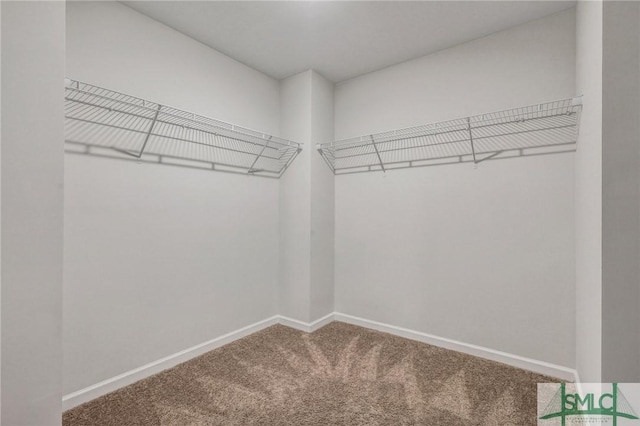 walk in closet featuring carpet flooring