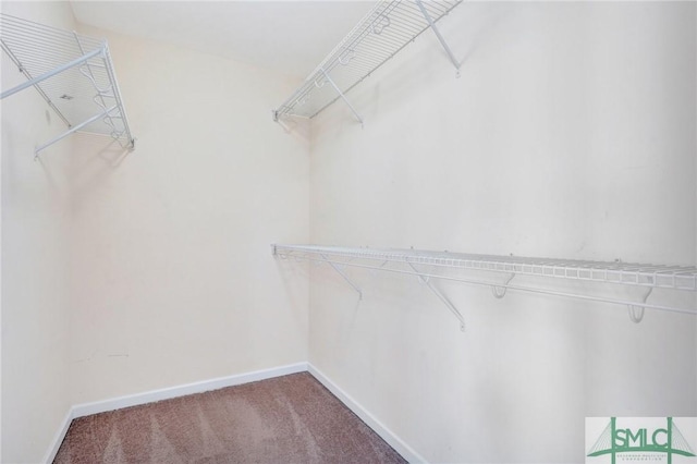 walk in closet with carpet floors