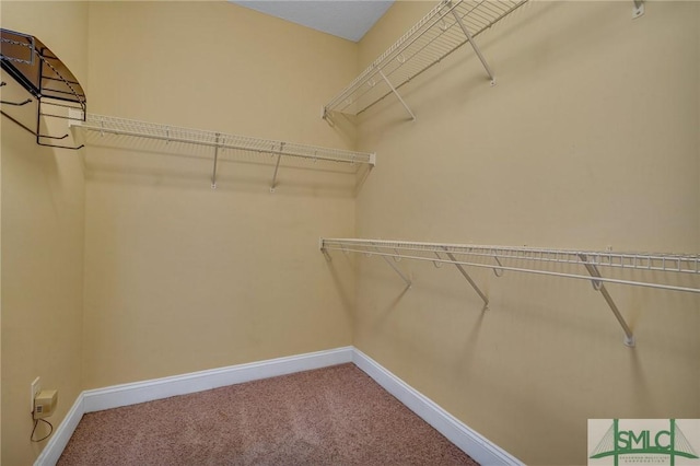 spacious closet featuring carpet