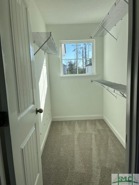 walk in closet featuring carpet floors