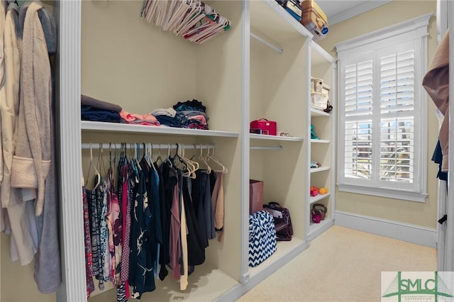 walk in closet with carpet flooring