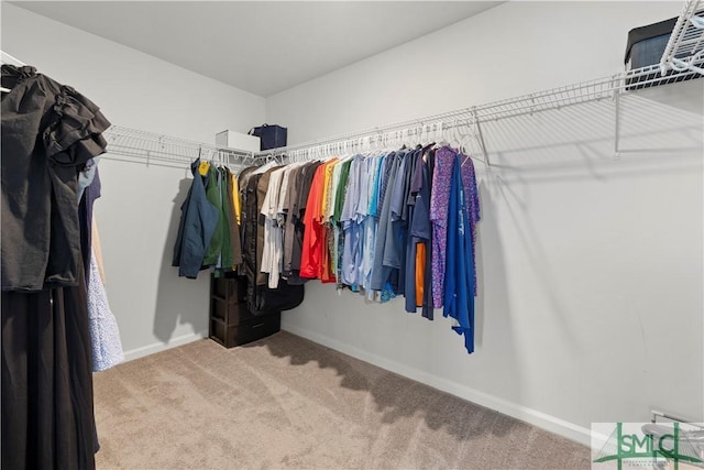 walk in closet with carpet flooring