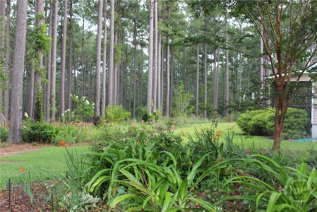 2441 Bovine Rd, Sylvania, GA 30467 - view of wooded area