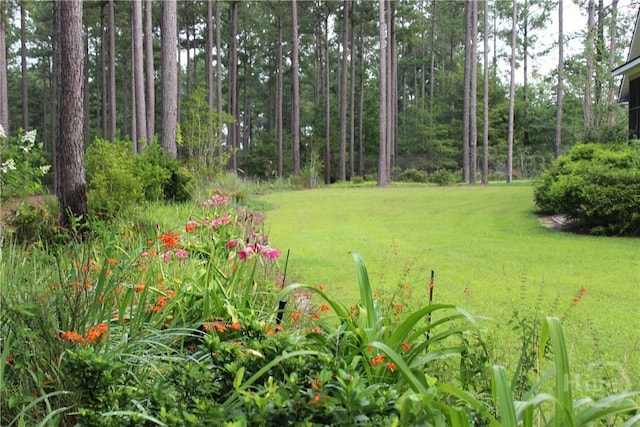 2441 Bovine Rd, Sylvania, GA 30467 - view of green lawn