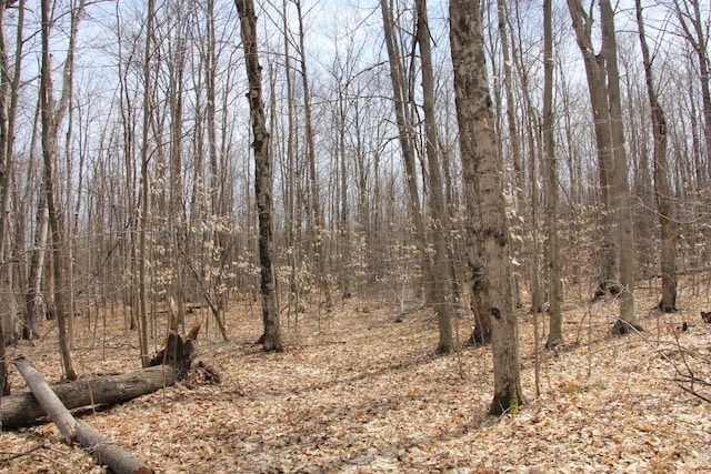 view of local wilderness