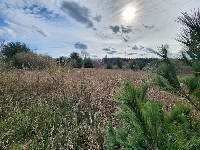 view of local wilderness