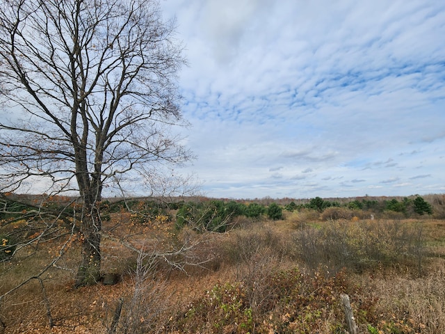 view of local wilderness