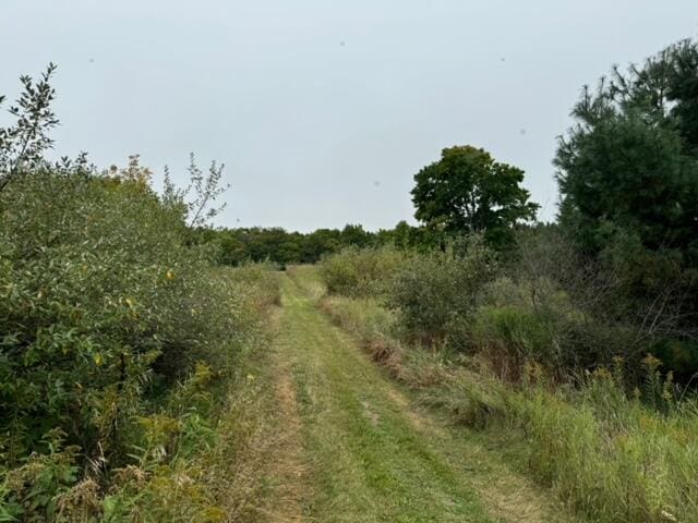 view of local wilderness