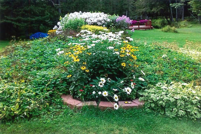 view of yard with a deck