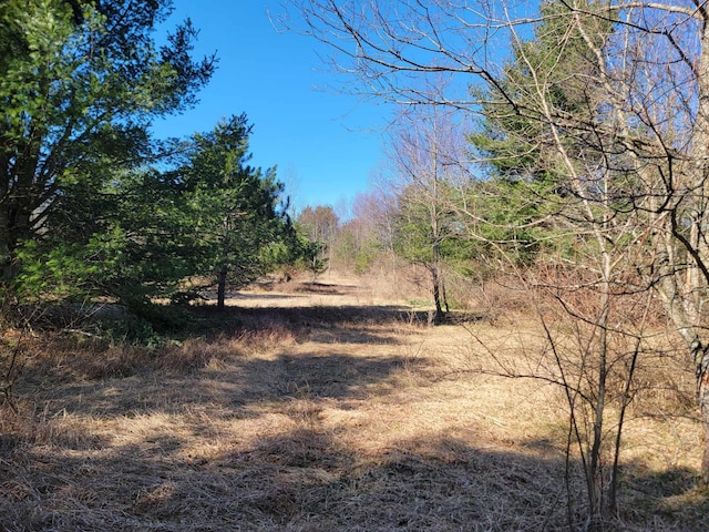 view of local wilderness