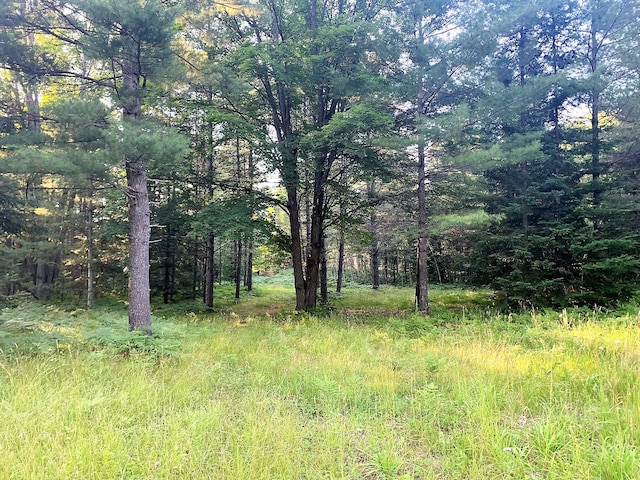 view of local wilderness