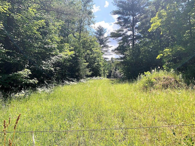 view of local wilderness