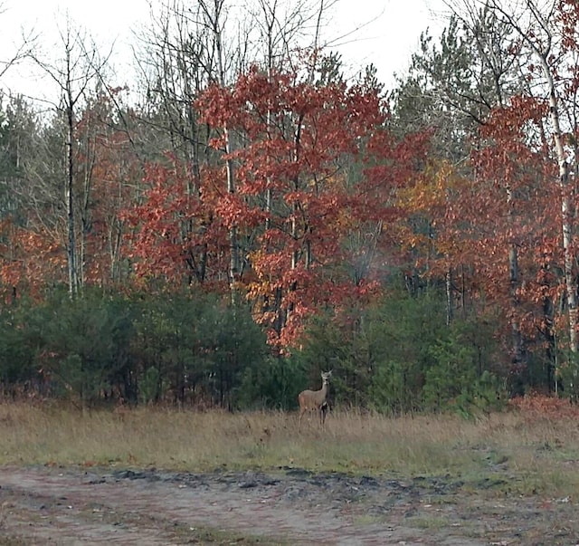 view of local wilderness