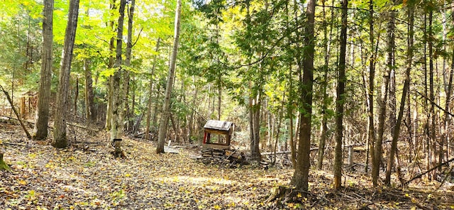 view of local wilderness