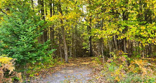 view of local wilderness