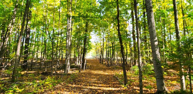 view of local wilderness