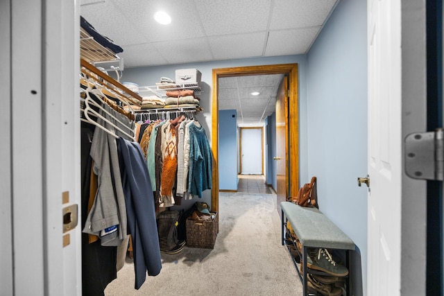 walk in closet featuring a paneled ceiling and carpet floors