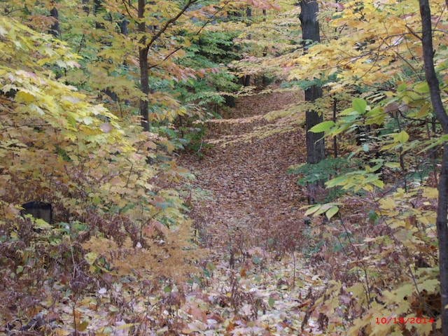 view of local wilderness