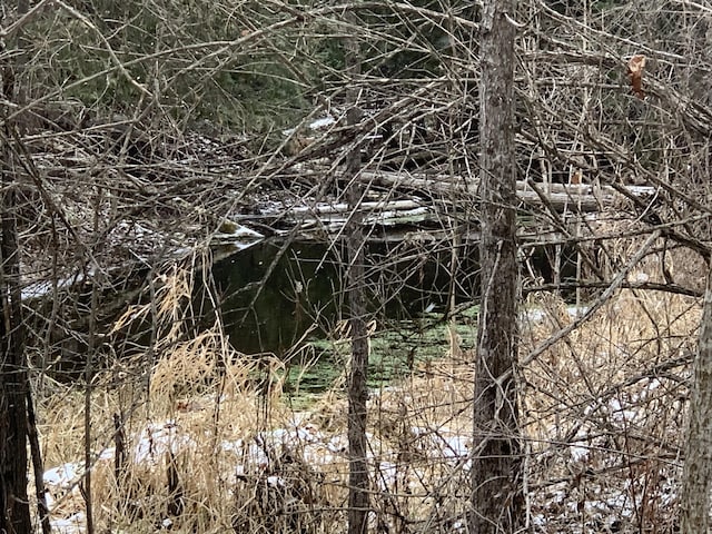 view of local wilderness