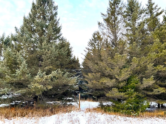 view of local wilderness