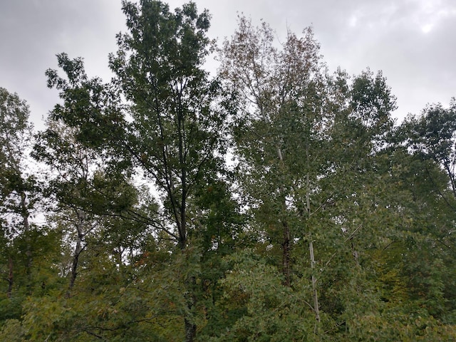 Listing photo 3 for Sugarridge Road Lot 7, Carp Lake MI 49718