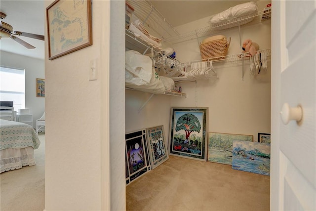 walk in closet featuring carpet flooring and ceiling fan