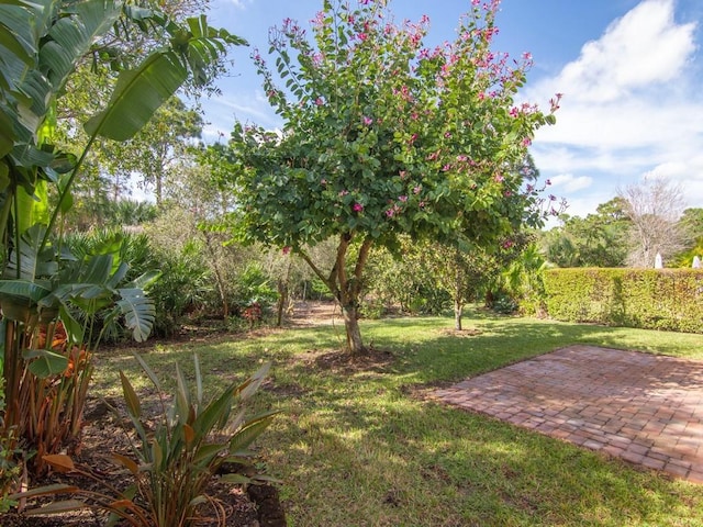 view of yard featuring a patio area