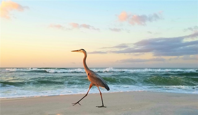 1619 Bent Oak Ln, Vero Beach, FL 32963 - water view featuring local beach