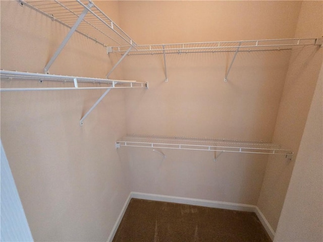 spacious closet featuring carpet floors